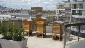 Lire la suite à propos de l’article 4 bonnes raisons de se mettre à l&rsquo;apiculture en ville