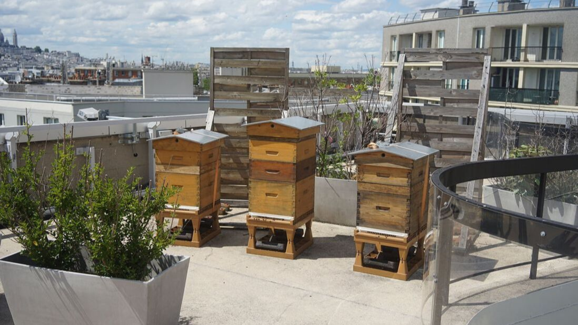 You are currently viewing 4 bonnes raisons de se mettre à l&rsquo;apiculture en ville