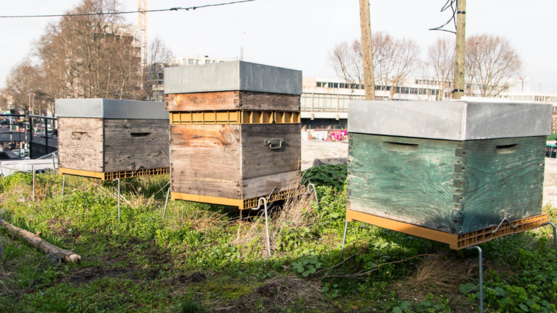 You are currently viewing Nos conseils pour se lancer dans l&rsquo;apiculture urbaine – Partie 2