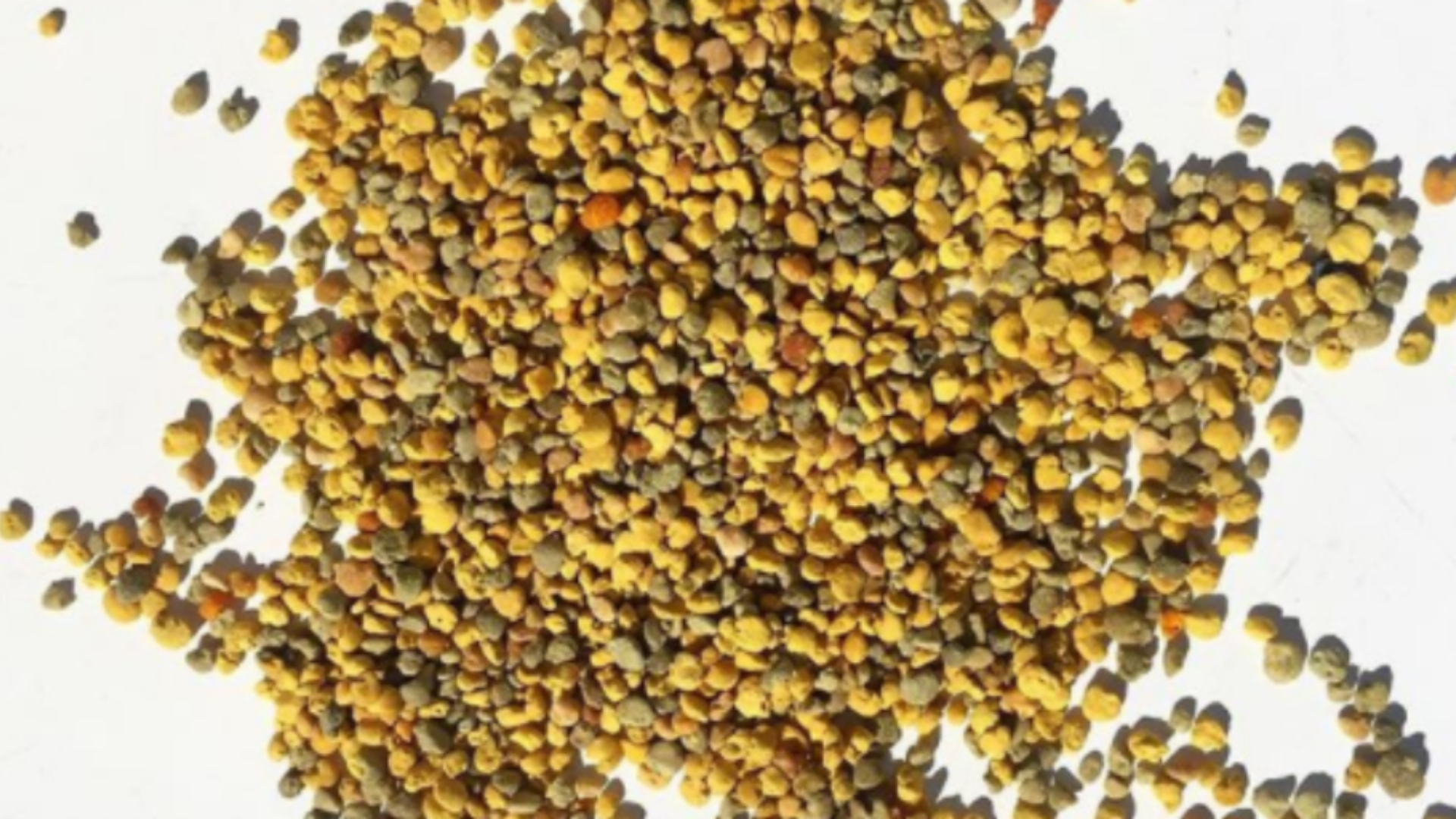 You are currently viewing Qu&rsquo;est-ce que le pollen ?