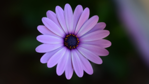 Lire la suite à propos de l’article La pollinisation, c&rsquo;est quoi ?