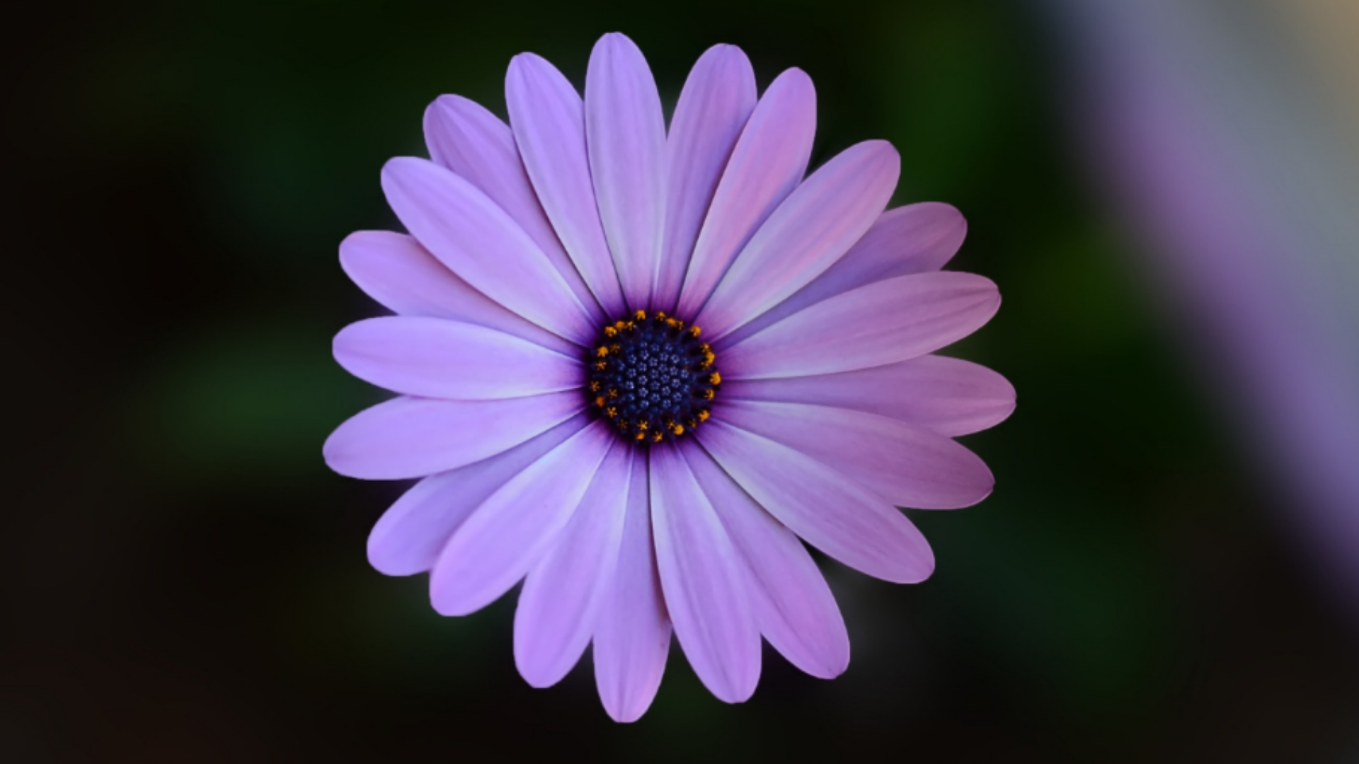 You are currently viewing La pollinisation, c&rsquo;est quoi ?